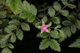 Rubus thibetanus RCP6-07 083.jpg